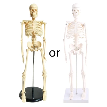 Модель человеческого скелета для анатомии 17 